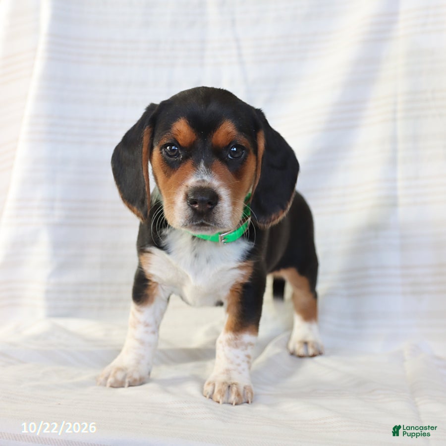 Beagle dogs for sale: Alexa - Ad 1