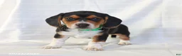 Beagle dogs for sale: Alexa - Ad 1