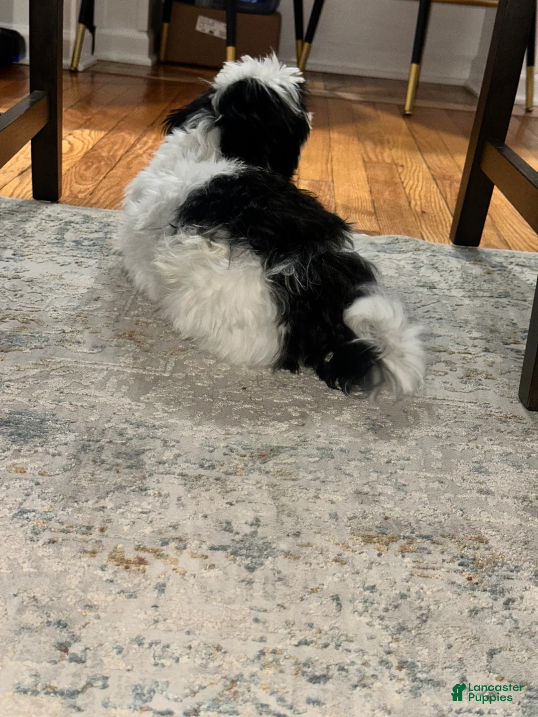 Malshi dogs for sale: Malshi Puppy 1 - Ad 4