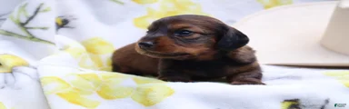 Milo
