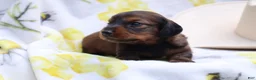 Miniature Dachshund dogs for sale: Milo - Ad 1