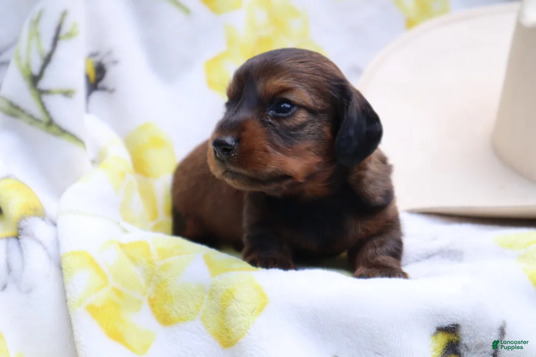 Miniature Dachshund dogs for sale: Milo - Ad 1
