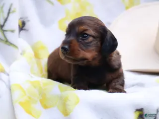 Miniature Dachshund dogs for sale: Milo - Ad 1