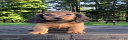 Dachshund dogs for sale: Wilder - Ad 6