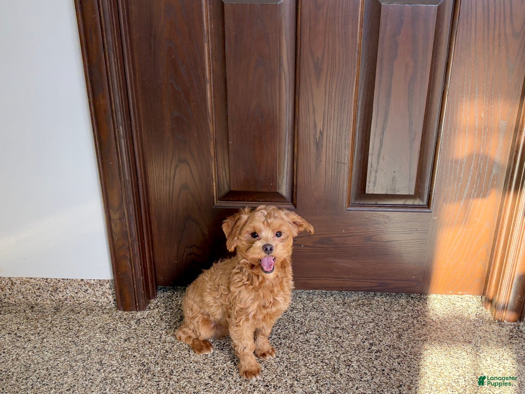 Maltipoo dogs for sale: Jordan - Ad 3