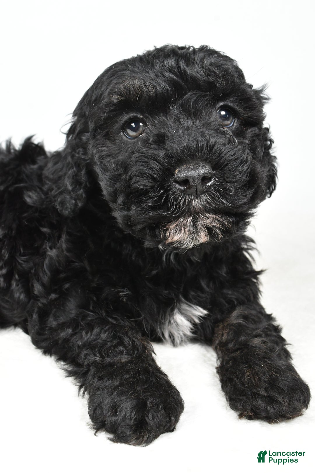 Cockapoo dogs for sale: Baker - Ad 3