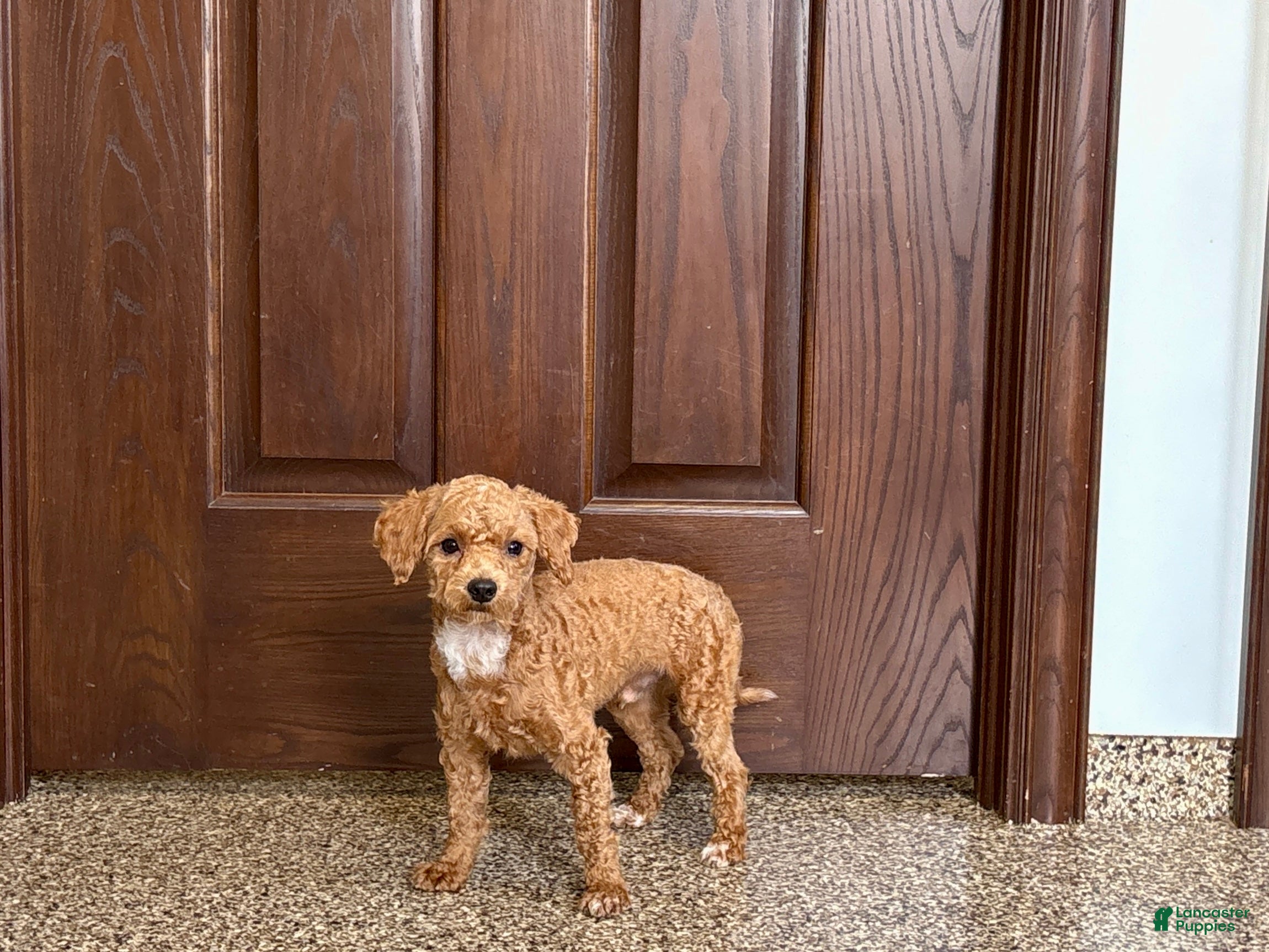 Maltipoo dogs Morty - Ad 1