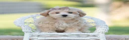 Maltipoo dogs for sale: archie - Ad 1