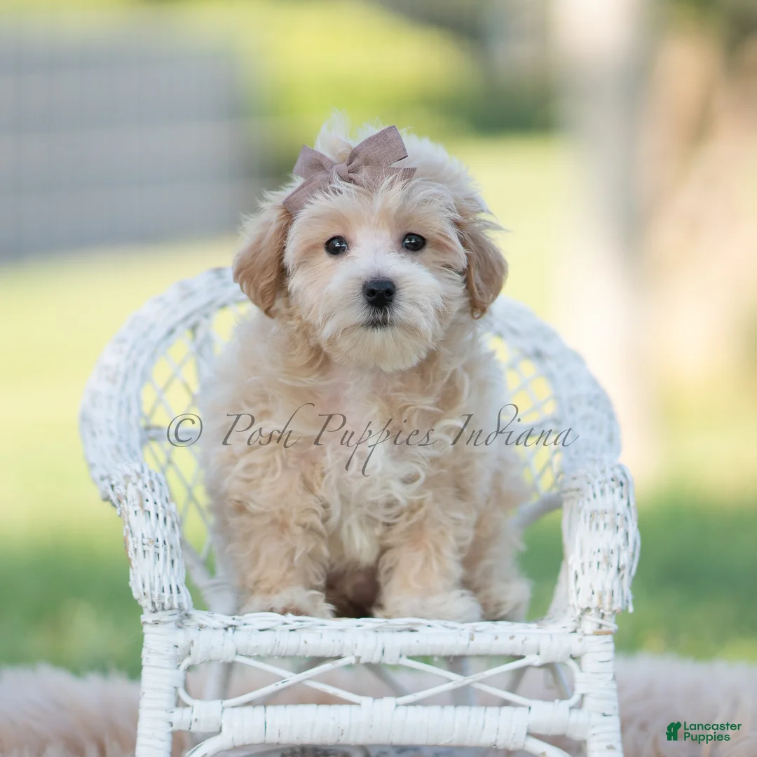 Maltipoo dogs for sale: archie - Ad 1