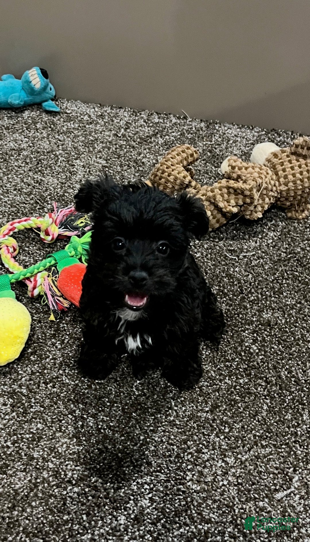 Yorkiepoo dogs for sale: Molly - Ad 1