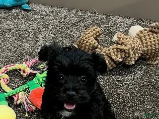 Yorkiepoo dogs Molly - Ad 31