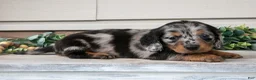 Miniature Dachshund dogs for sale: Rosie - Ad 1