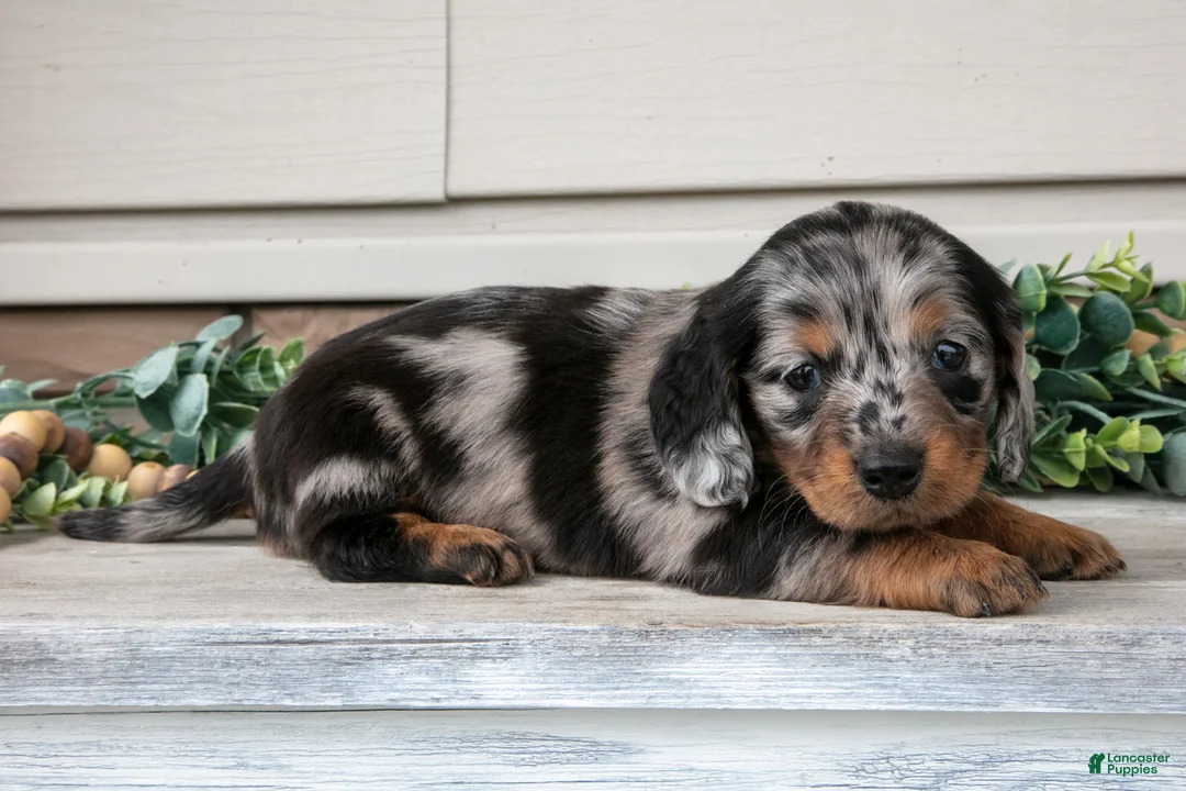 Miniature Dachshund dogs for sale: Rosie - Ad 1