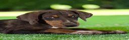 Catahoula Leopard Dog dogs for sale: Gypsie 2026 Female 1 - Ad 17