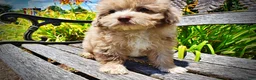 Havapoo dogs for sale: Eartha - Ad 5