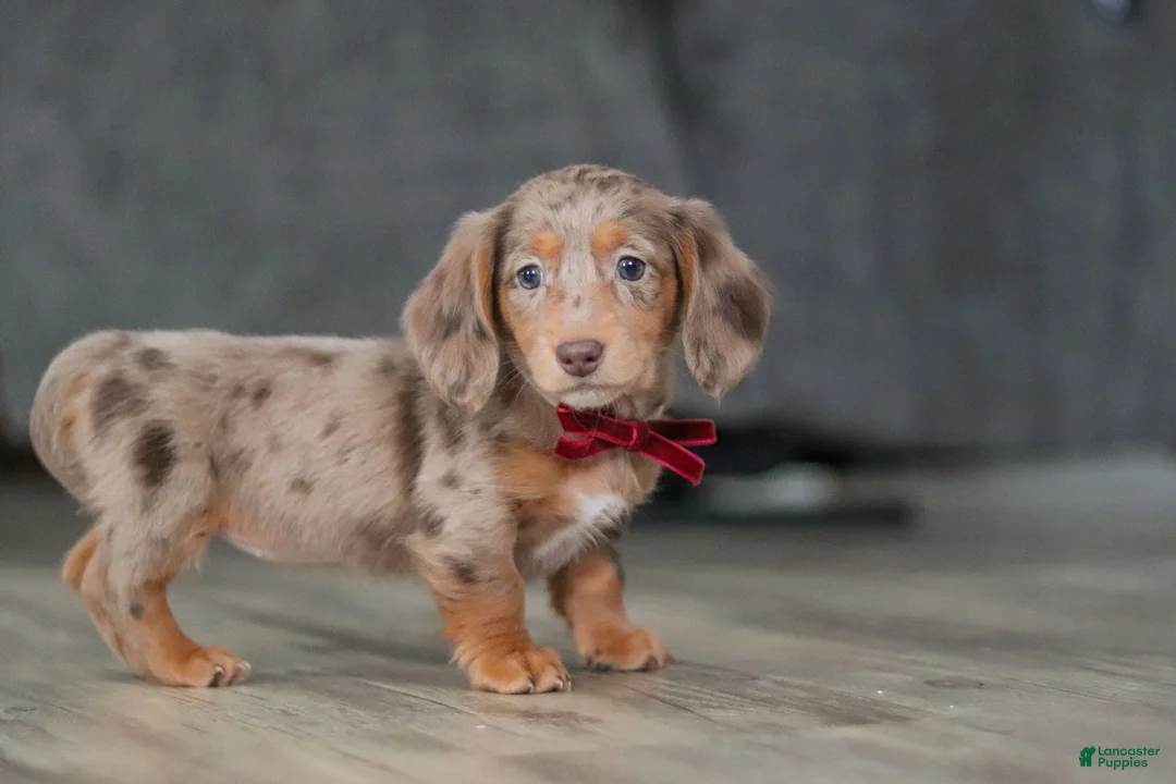 Miniature Dachshund dogs for sale: Violet - Ad 7