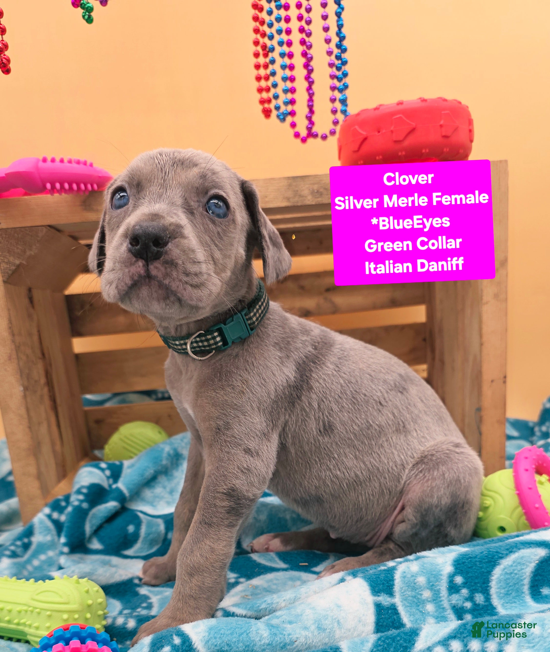 Daniff dogs Clover - Ad 2