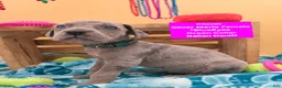 Daniff dogs for sale: Clover - Ad 2