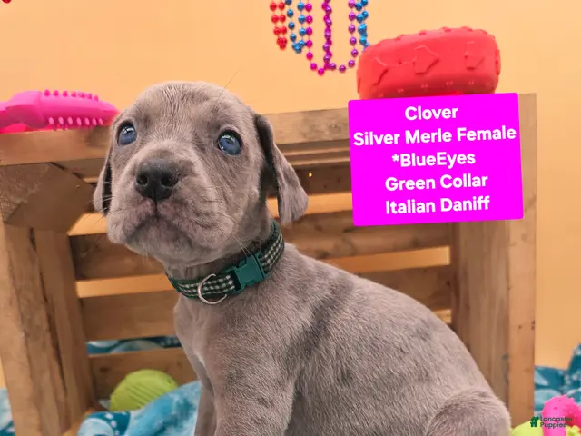 Daniff dogs for sale: Clover - Ad 2