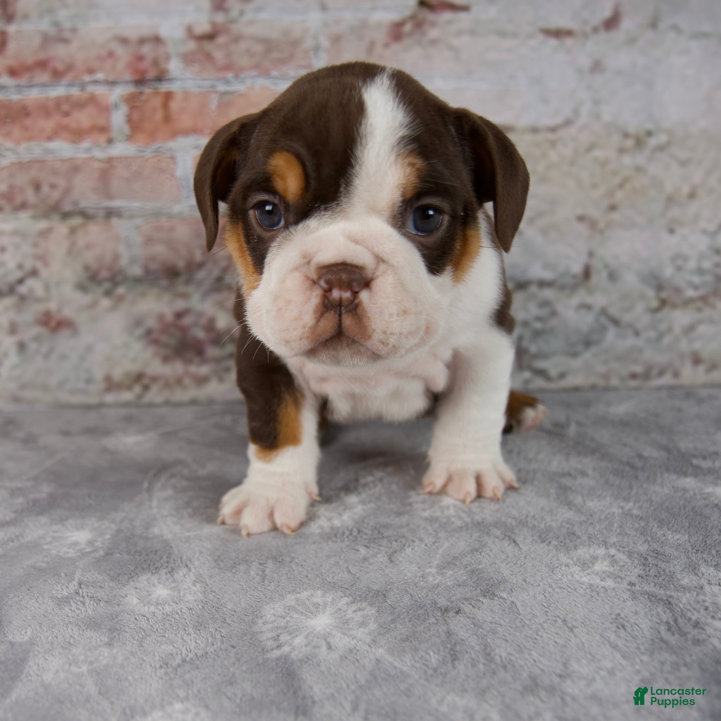 Beabull dogs Gracie - Ad 1