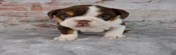 Beabull dogs for sale: Gracie - Ad 1