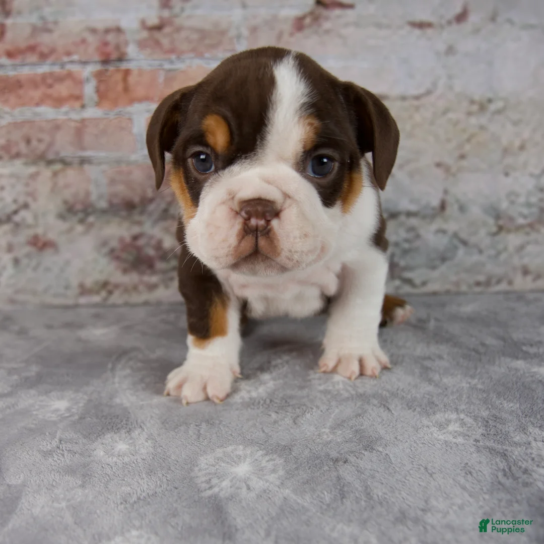 Beabull dogs for sale: Gracie - Ad 1