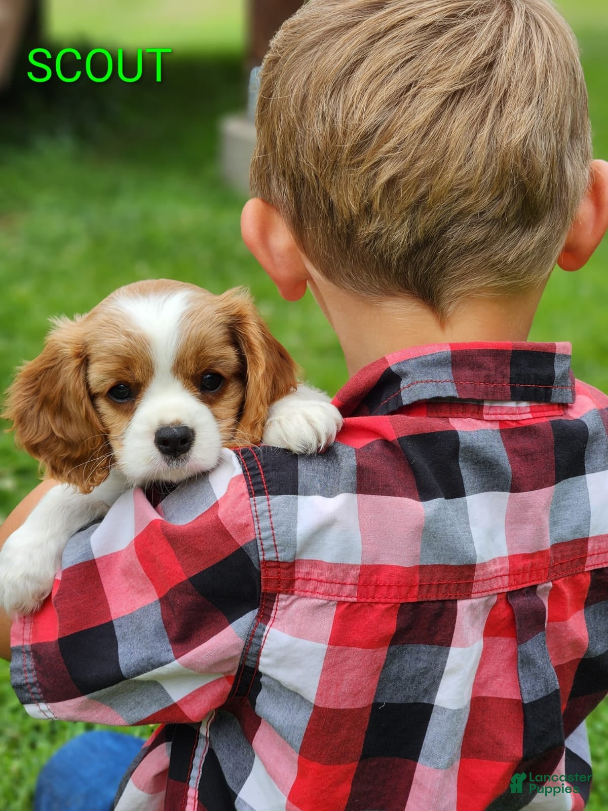 Cavalier King Charles Spaniel dogs Scout - Ad 2