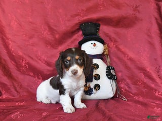 Dachshund dogs Happy - Ad 23