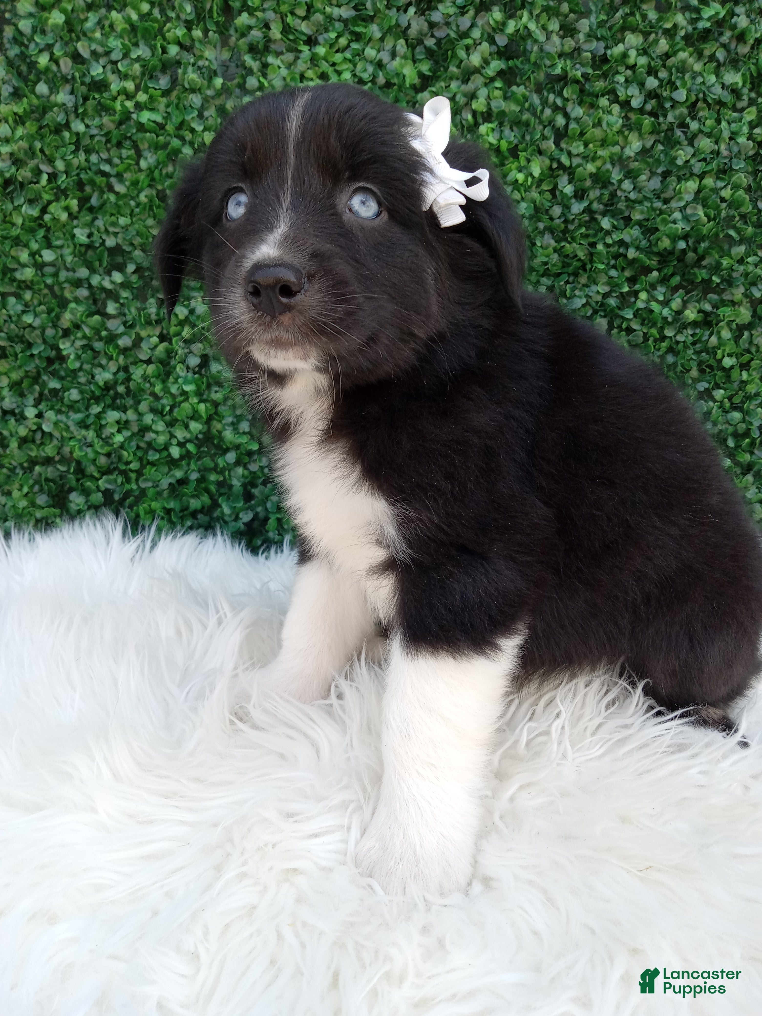 Australian Shepherd dogs Kianna - Ad 1