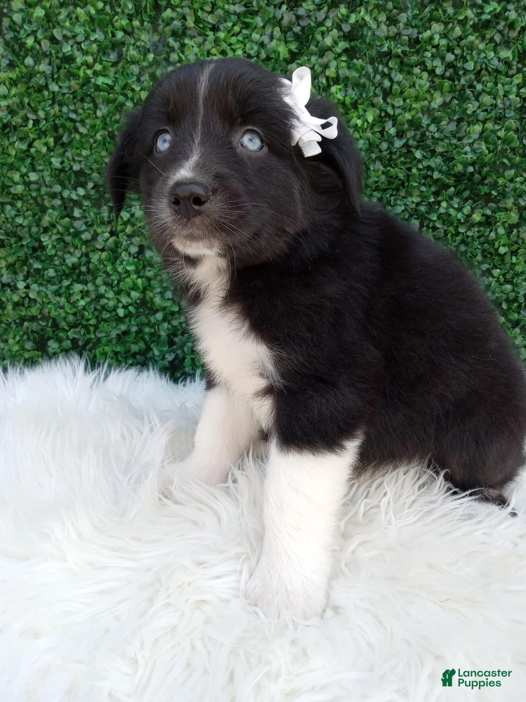Australian Shepherd dogs for sale: Kianna - Ad 1