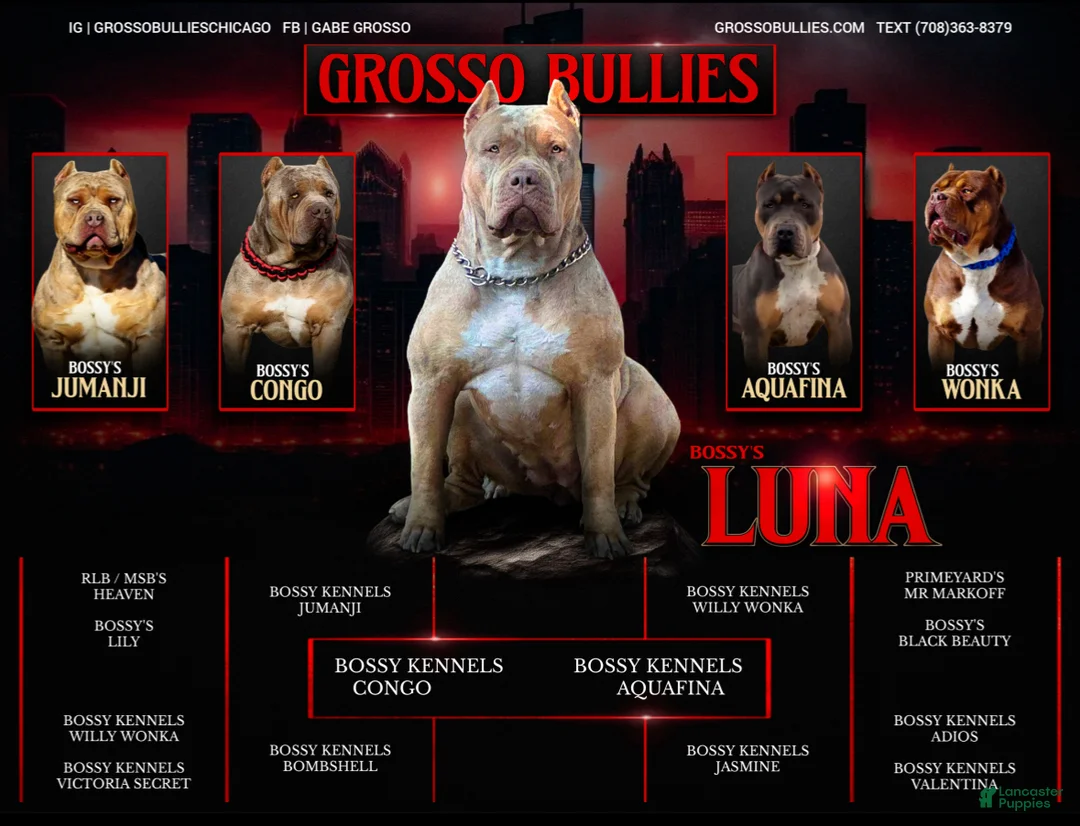 American Bully dogs for sale: XL American Bully Puppy Male  - Ad 14