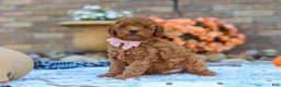 Cavapoo dogs for sale: Fletcher - Ad 2
