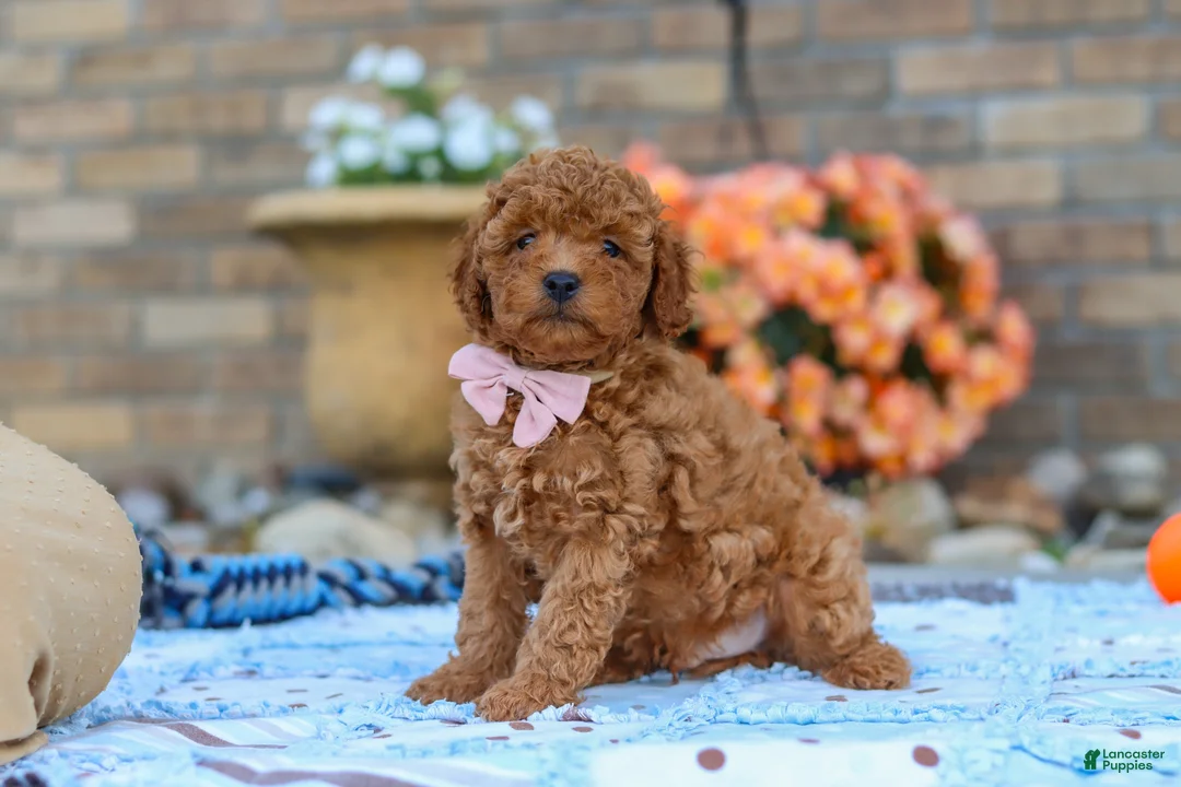 Cavapoo dogs for sale: Fletcher - Ad 2