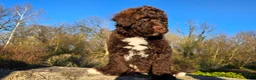 Portuguese Water Dog dogs for sale: Flash - Ad 8