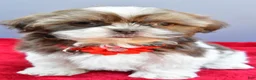 Shih Tzu dogs for sale: Sophie - Ad 7