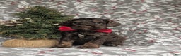Cockapoo dogs for sale: Ashton Chocolate - Ad 2