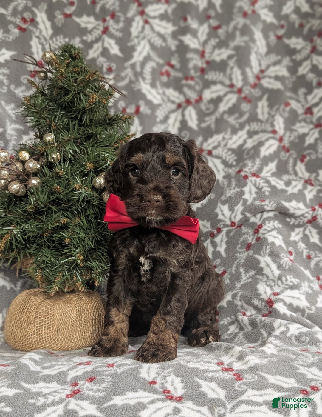 Cockapoo dogs for sale: Ashton Chocolate - Ad 2