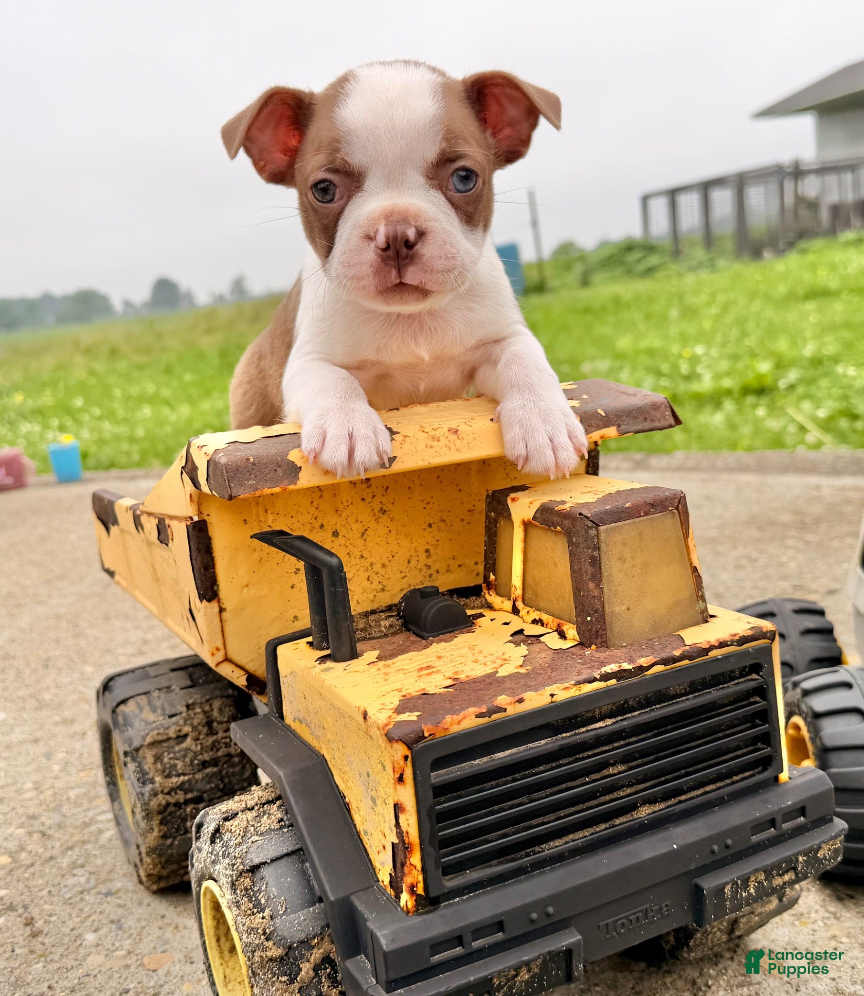 Boston Terrier dogs Clyde - Ad 1