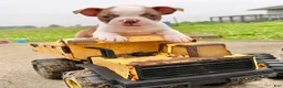 Boston Terrier dogs for sale: Clyde - Ad 1