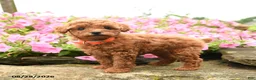 Miniature Poodle dogs for sale: Strawberry - Ad 3