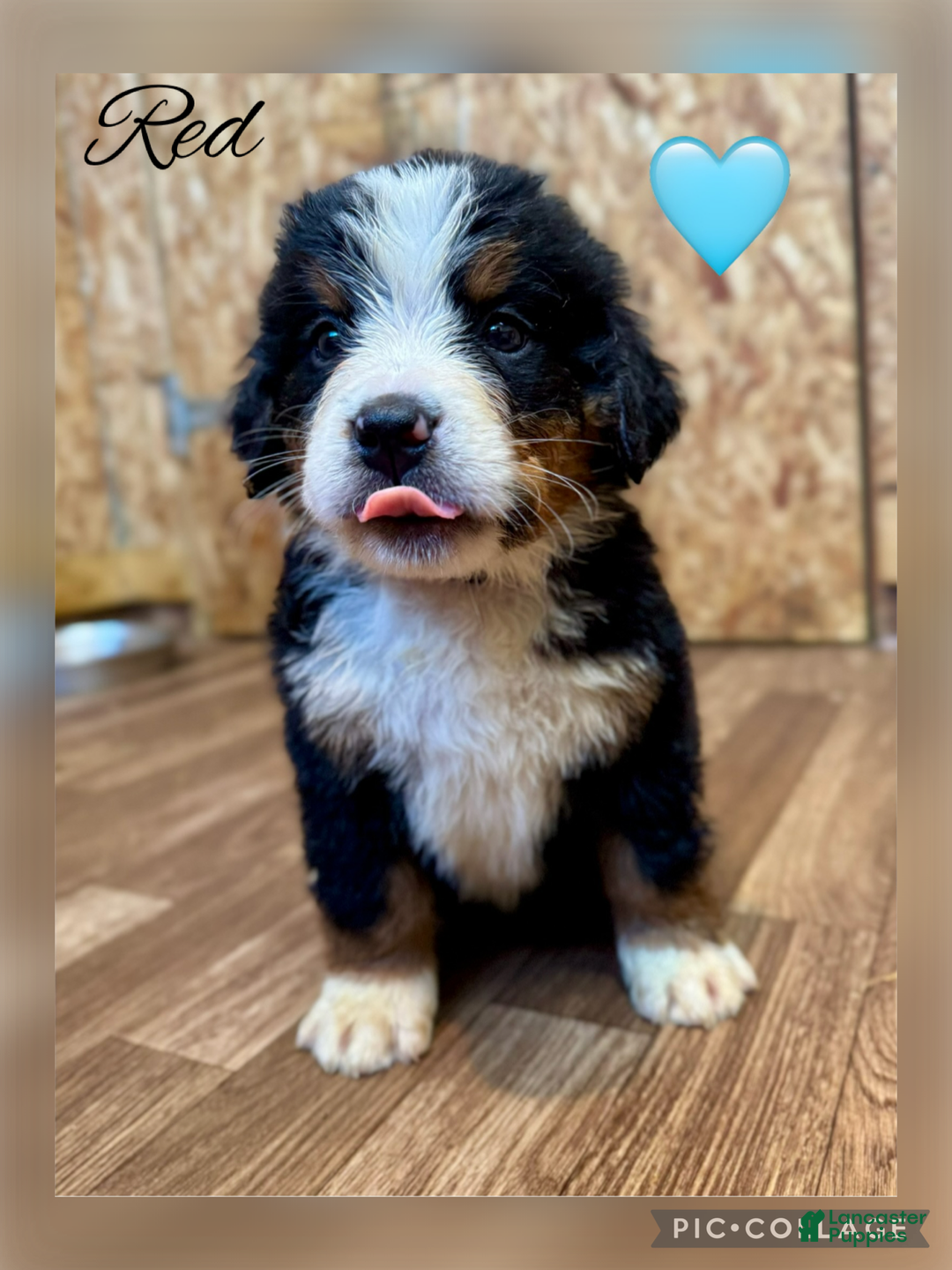 Bernese Mountain Dog dogs for sale: Indie - Ad 8