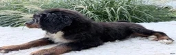 Bernedoodle dogs for sale: Stevie  - Ad 4