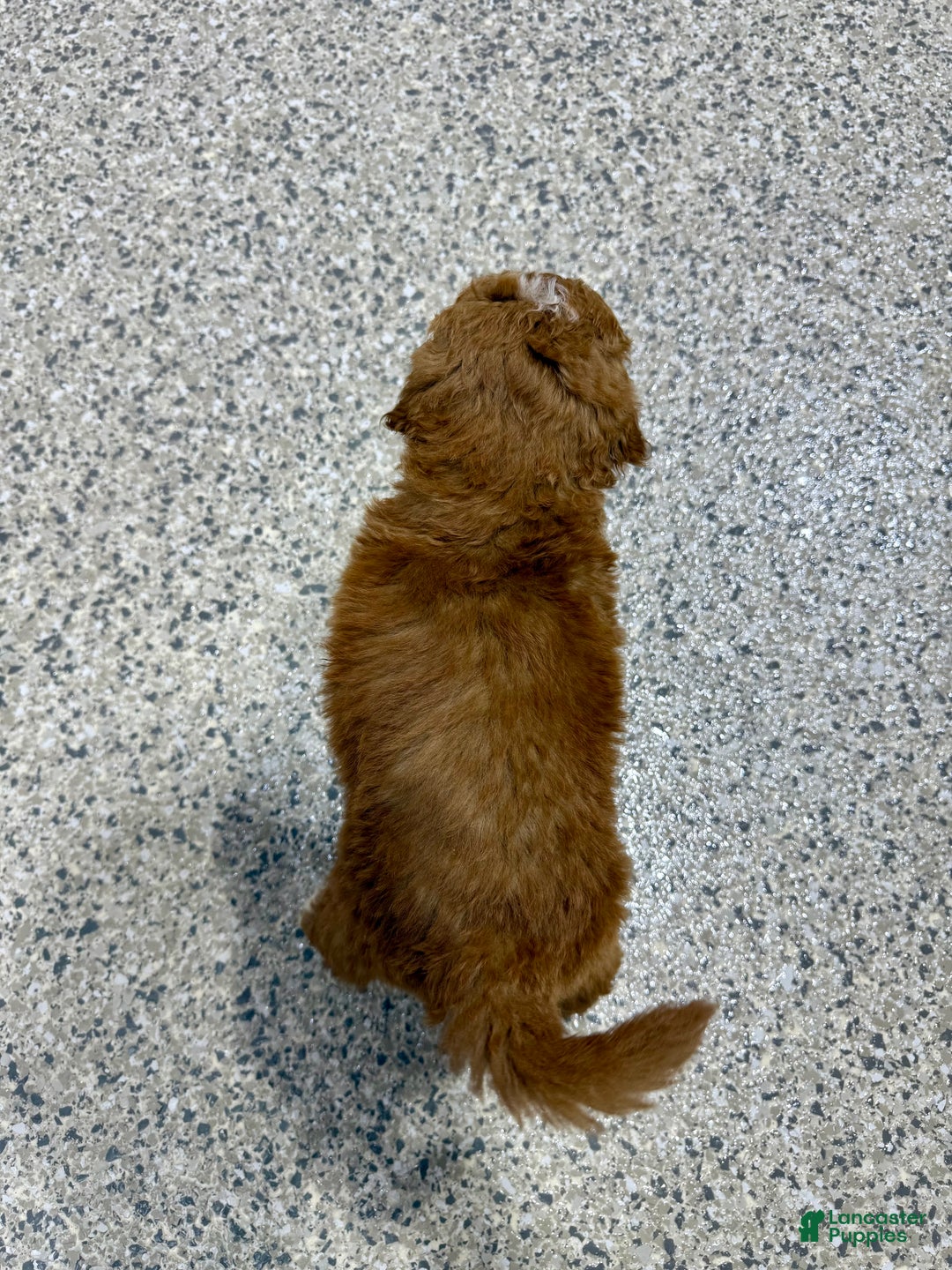 Mini Goldendoodle dogs for sale: Hunter - Ad 3