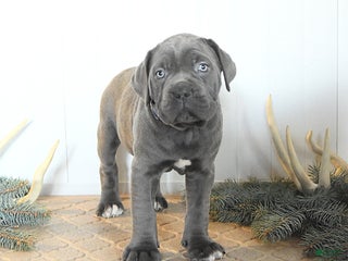 Cane Corso dogs Frosty - Ad 13