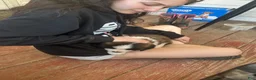 Saint Bernard dogs for sale: Saint Bernard 6 - Ad 1