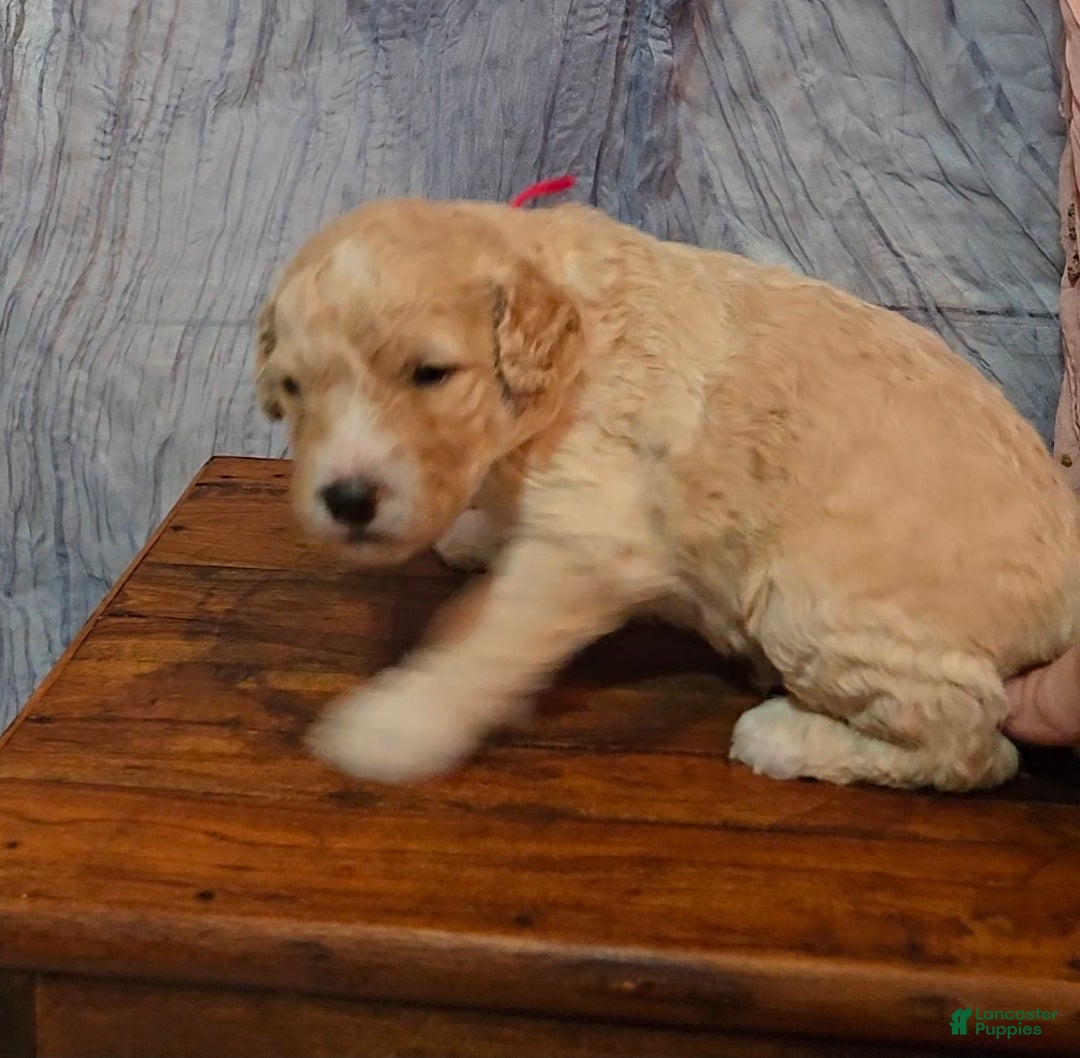 Mixed Breed dogs for sale: Arlo - Ad 8