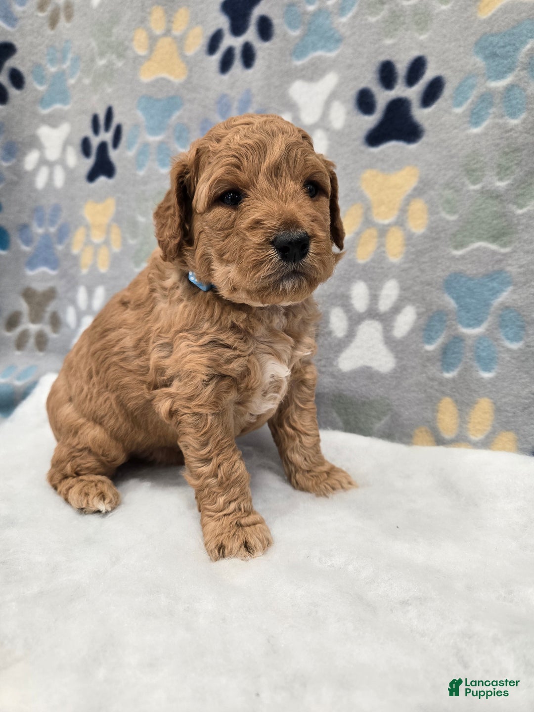 Mini Goldendoodle dogs for sale: Oliver - Ad 5