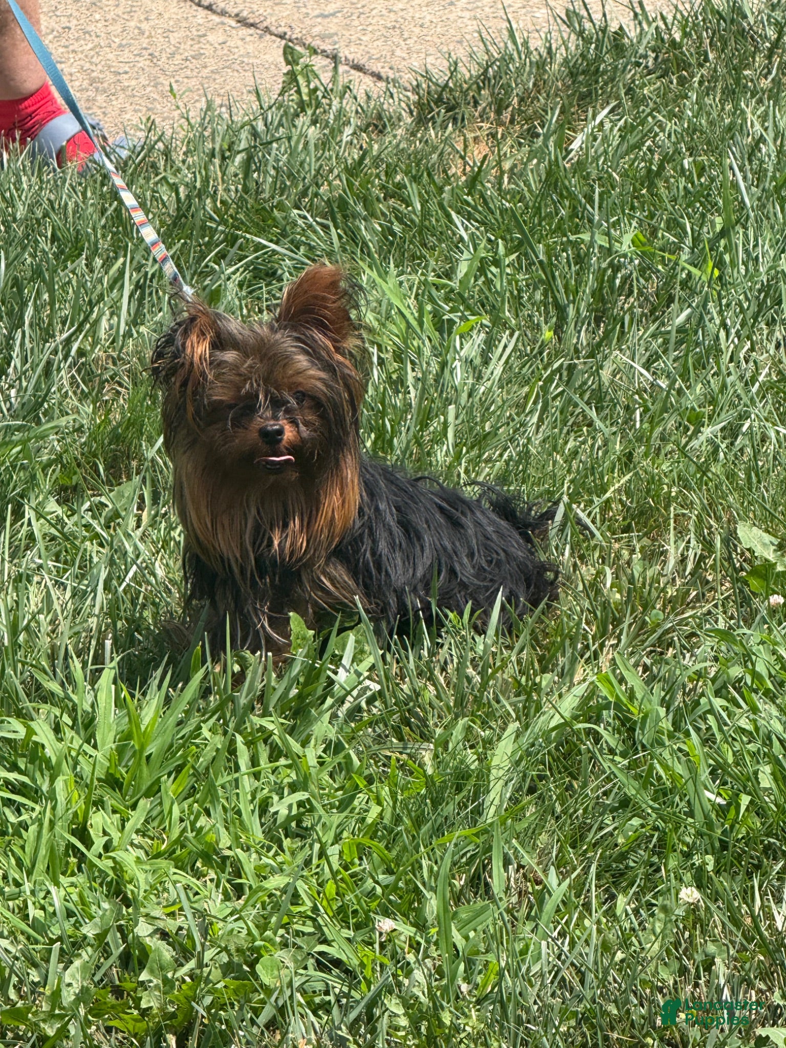 Yorkshire Terrier dogs TEACUP NEMO - Ad 2