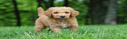 Standard Poodle dogs for sale: Leo - Ad 5