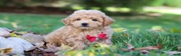 Maltipoo dogs for sale: Charlie  - Ad 3